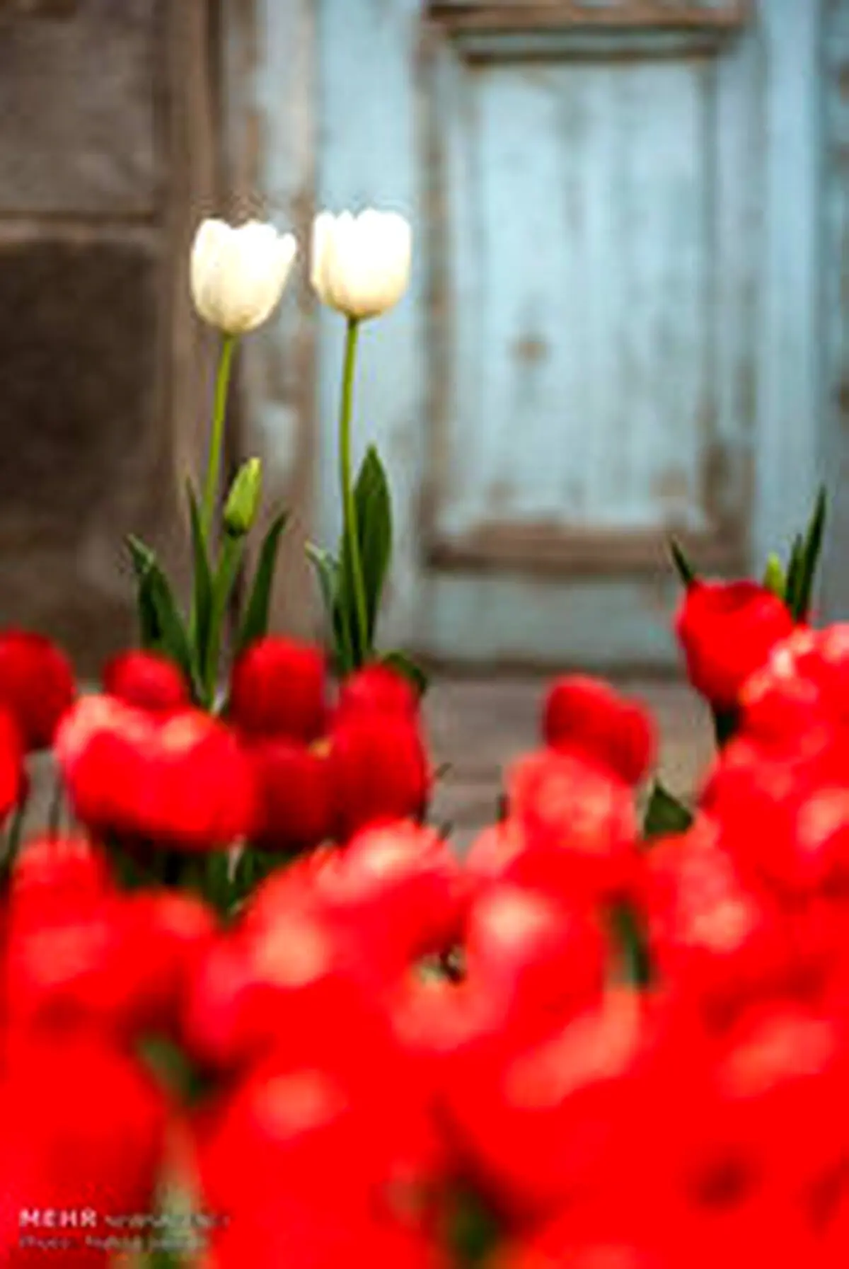 خانه ای به رنگ گل های لاله/تصاویر