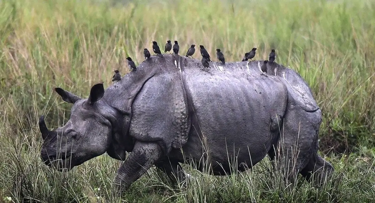 تصاویر جذاب منتخب حیات وحش هفته‎