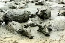 عکس جالب از خنک کردن بوفالوها