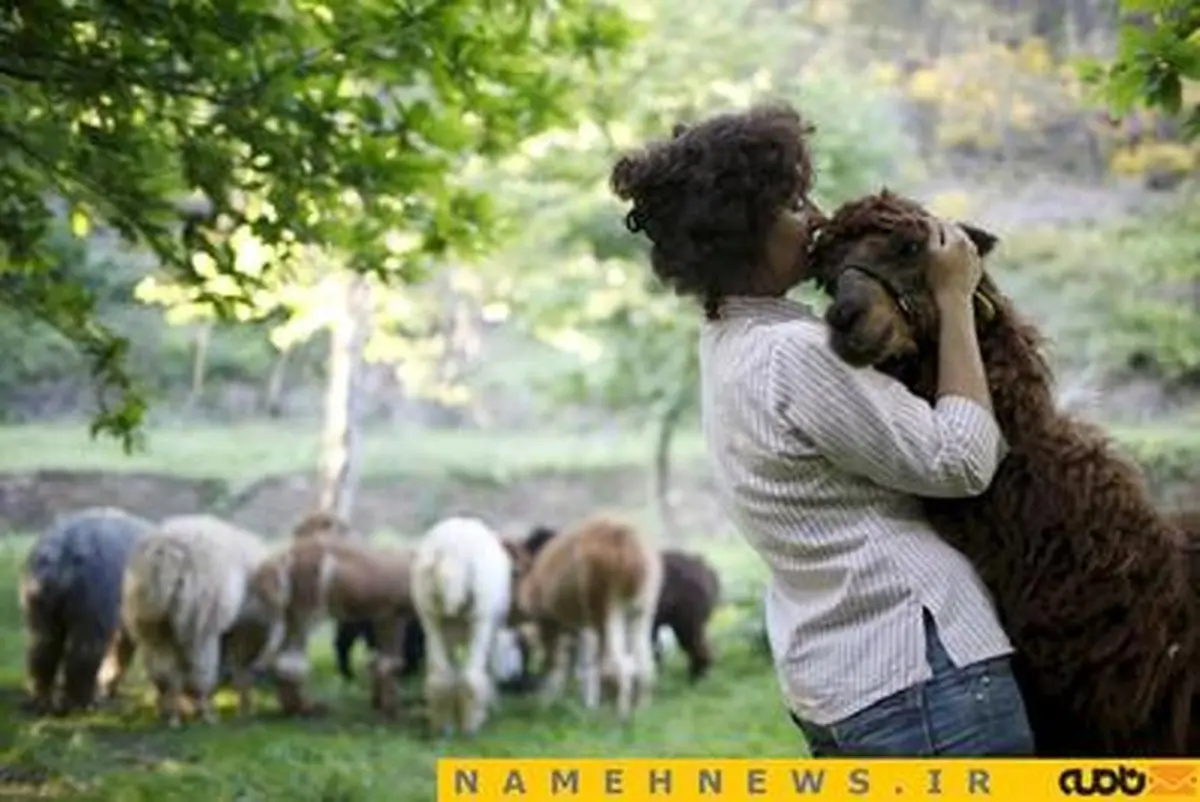 شترهای مزرعه خانم ولا+تصاویر