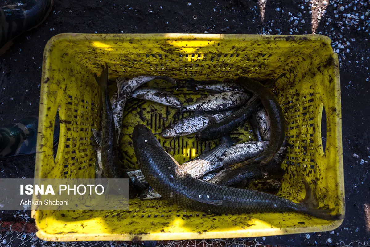 لحظاتی زیبا با ماهی‌گیران گیلانی/تصاویر