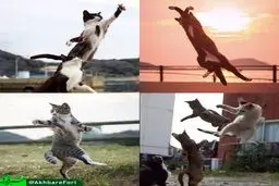 تصاویری از گربه‌های کنگ‌فوکار