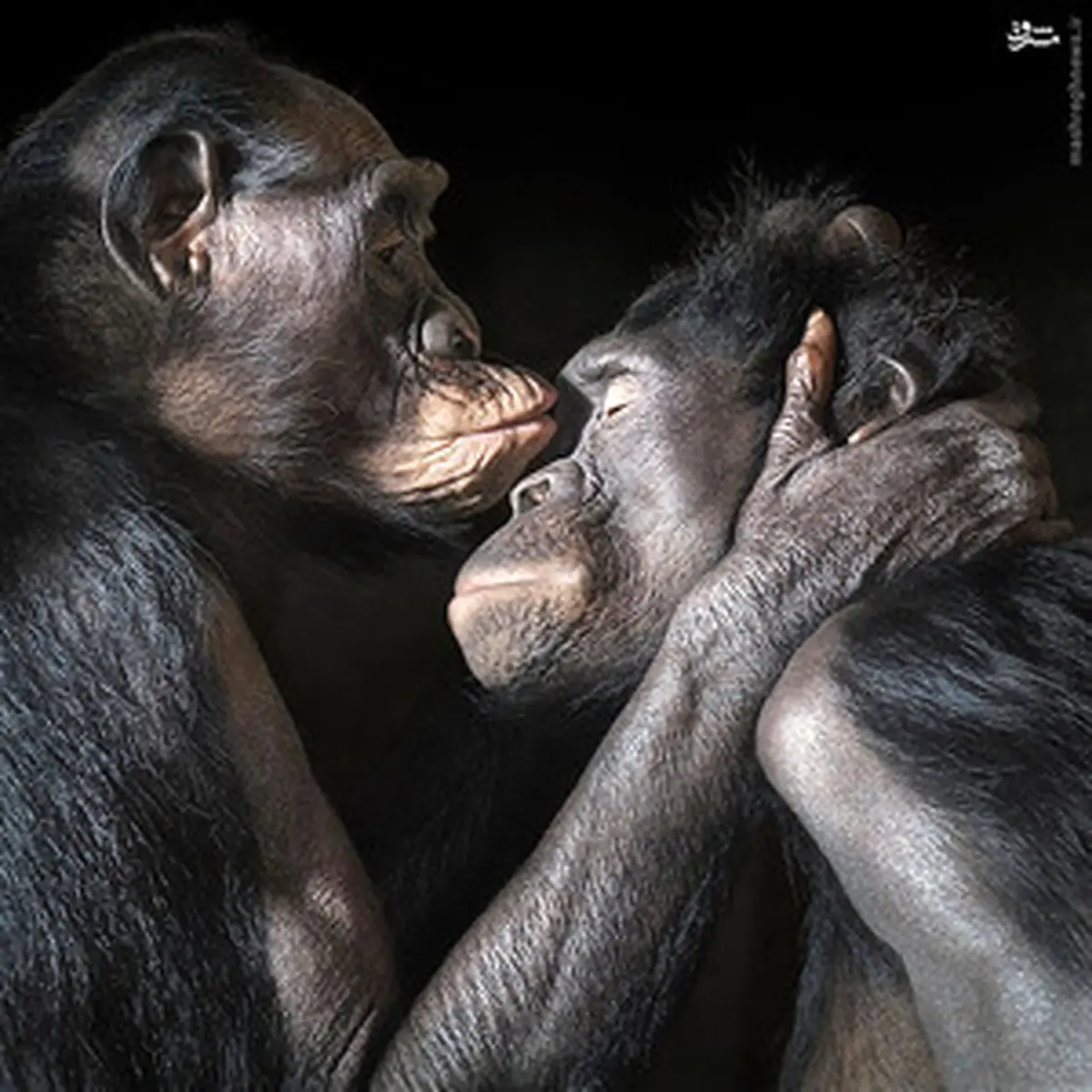 عکس/ پرتره‌هایی دیدنی از حیوانات‎