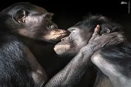 عکس/ پرتره‌هایی دیدنی از حیوانات‎