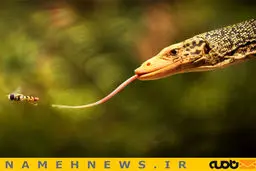 لحظه شکار/ عکس