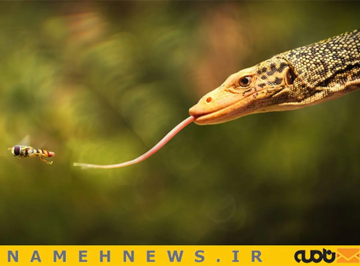 لحظه شکار/ عکس
