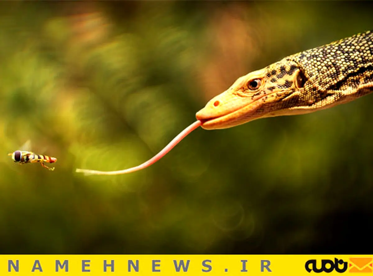لحظه شکار/ عکس