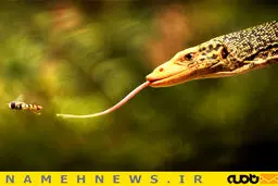 لحظه شکار/ عکس