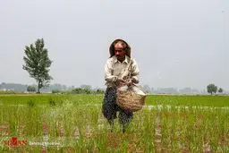 تصاویری دردناک از خشکسالی در شالیزار‌های مازندارن