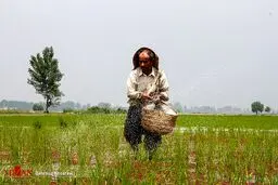 تصاویری دردناک از خشکسالی در شالیزار‌های مازندارن