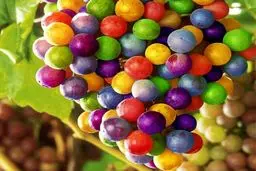 برای این تصویر زیبا فتوشاپ لازم نیست