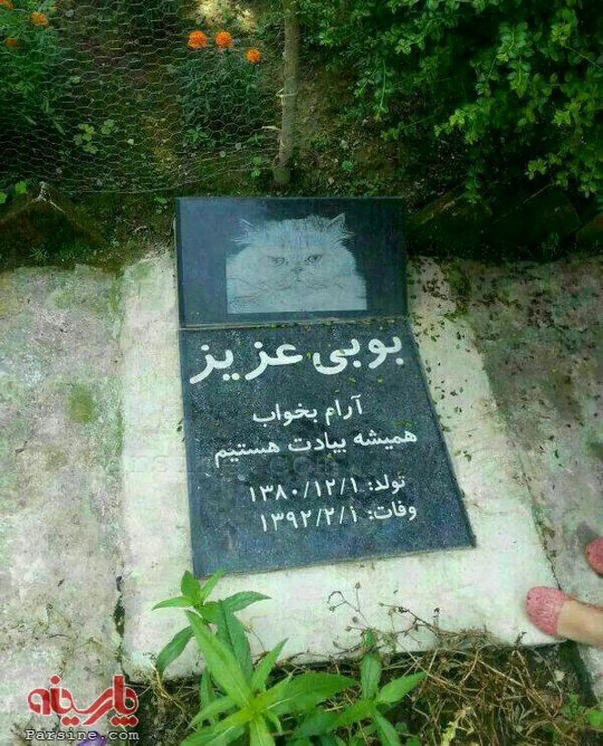 پدیده جدید؛فبرستان حیوانات خانگی+ عکس