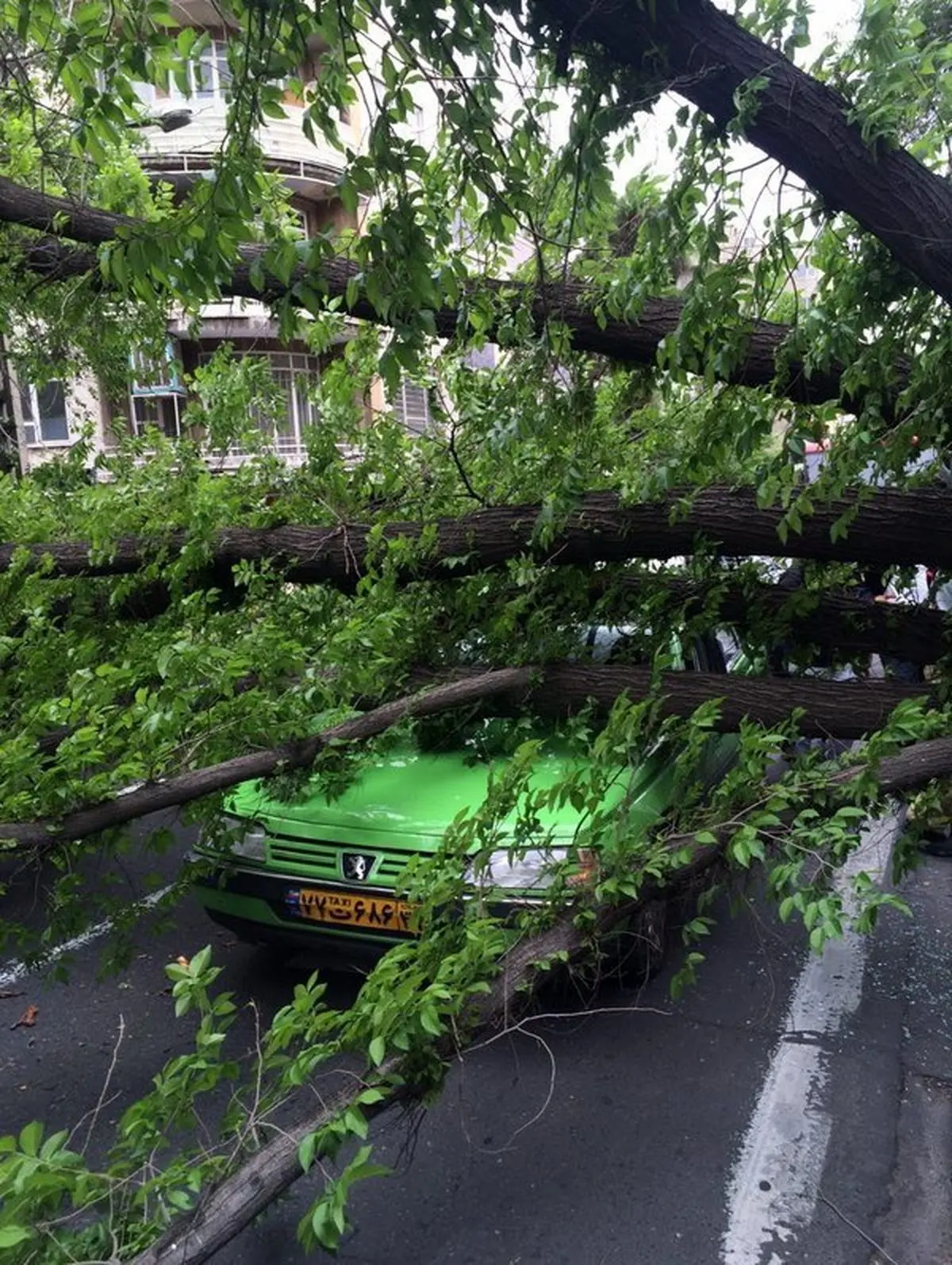 سقوط درخت روی 3 خودرو در خیابان سنایی/ عکس