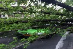 سقوط درخت روی 3 خودرو در خیابان سنایی/ عکس