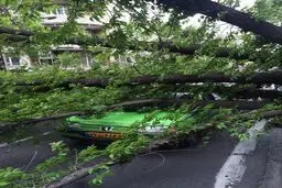 سقوط درخت روی 3 خودرو در خیابان سنایی/ عکس