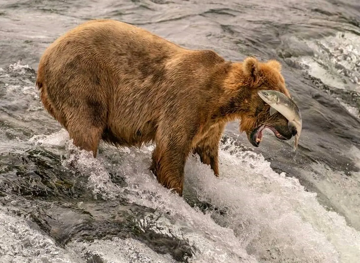 شانس از دست رفته / عکس