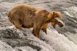 شانس از دست رفته / عکس