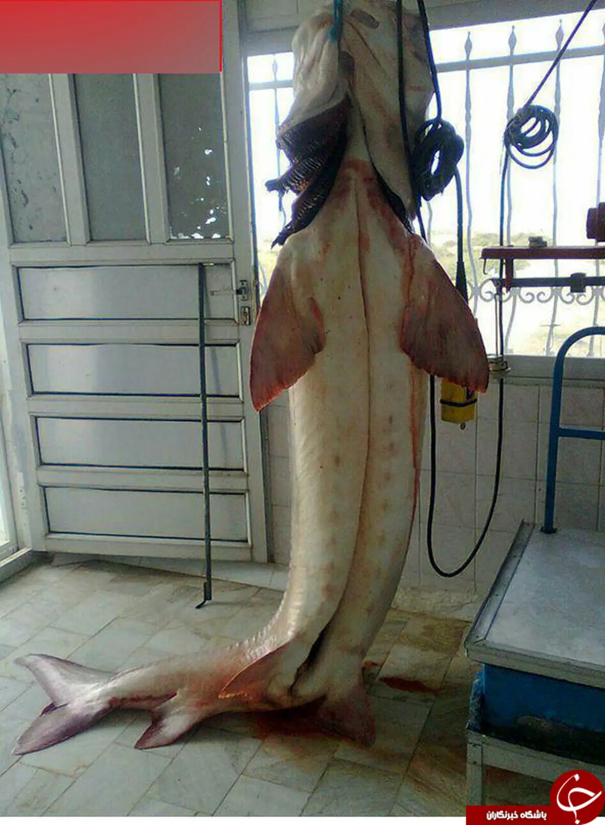 صید بزرگترین ماهی خاویاری در ایران/عکس