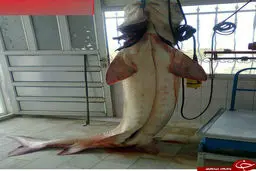 صید بزرگترین ماهی خاویاری در ایران/عکس