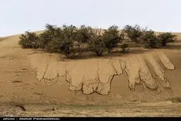 نابودی طبیعت به بهانه مقابله با ریزگردها !/ عکس