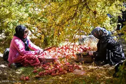 جشنواره انار شهرستان ارسنجان/تصاویر