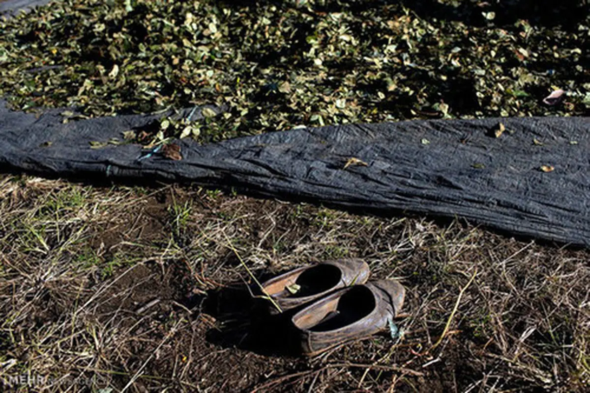 برداشت کوکا در پرو (عکس)