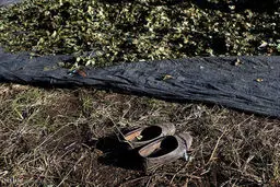 برداشت کوکا در پرو (عکس)