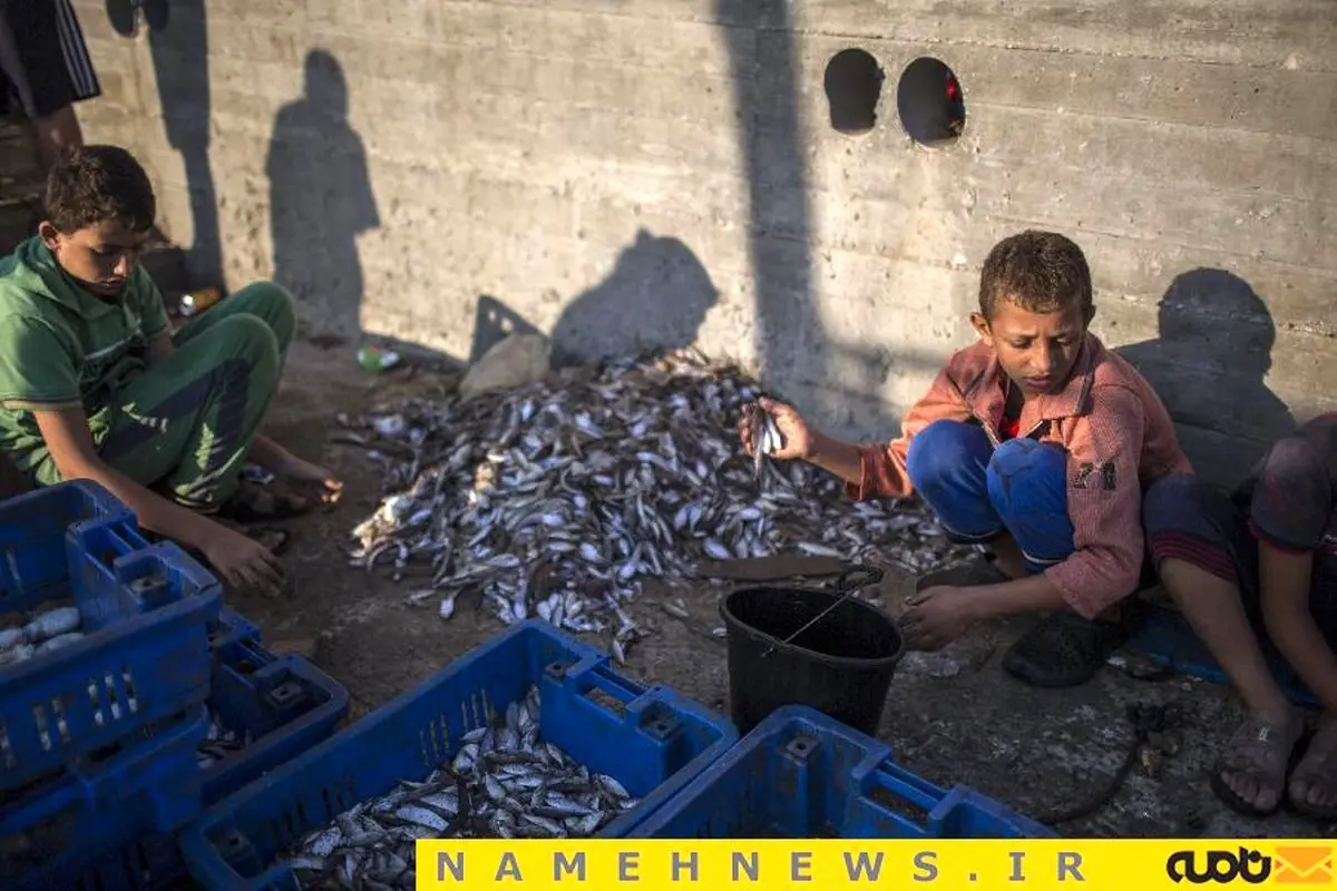 غزه در آرامش/ عکسی از فروش ماهی در سواحل این کشور