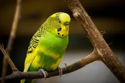 دامپزشکی آنلاین پرندگان با پت وت