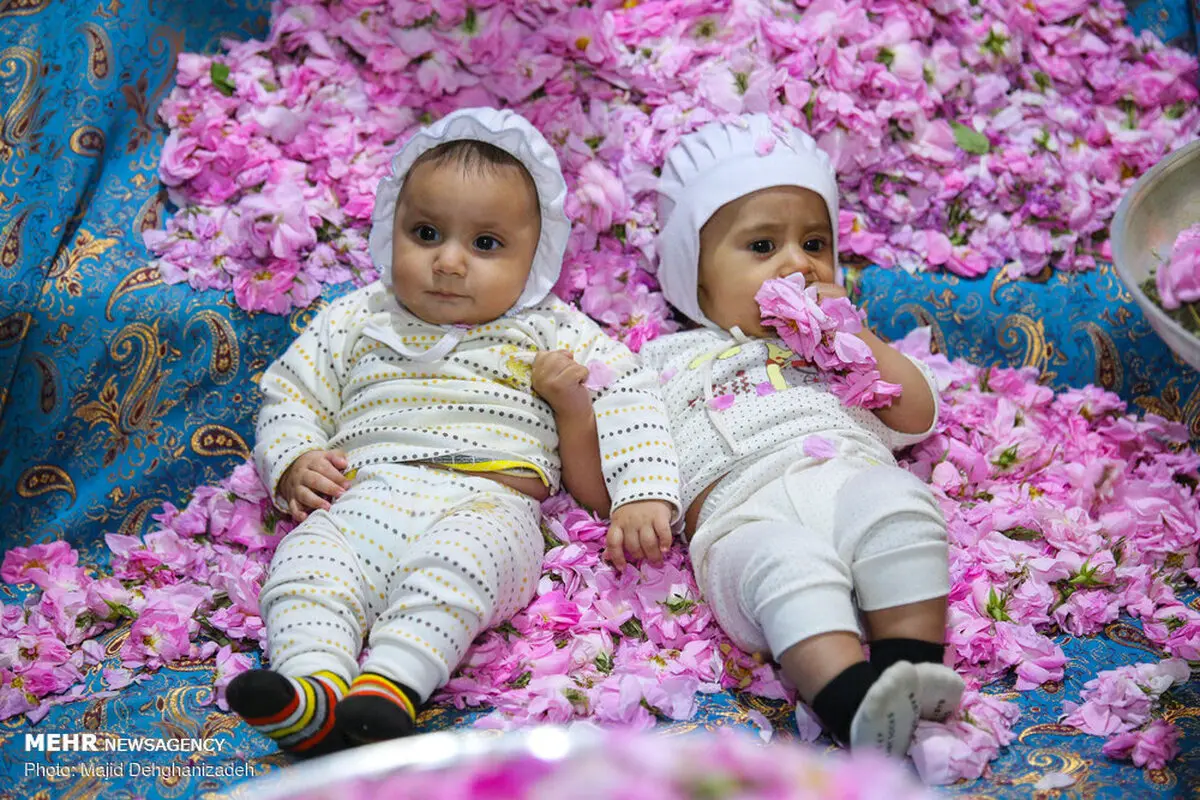 تصاویر/ جشنواره گل محمدی در یزد