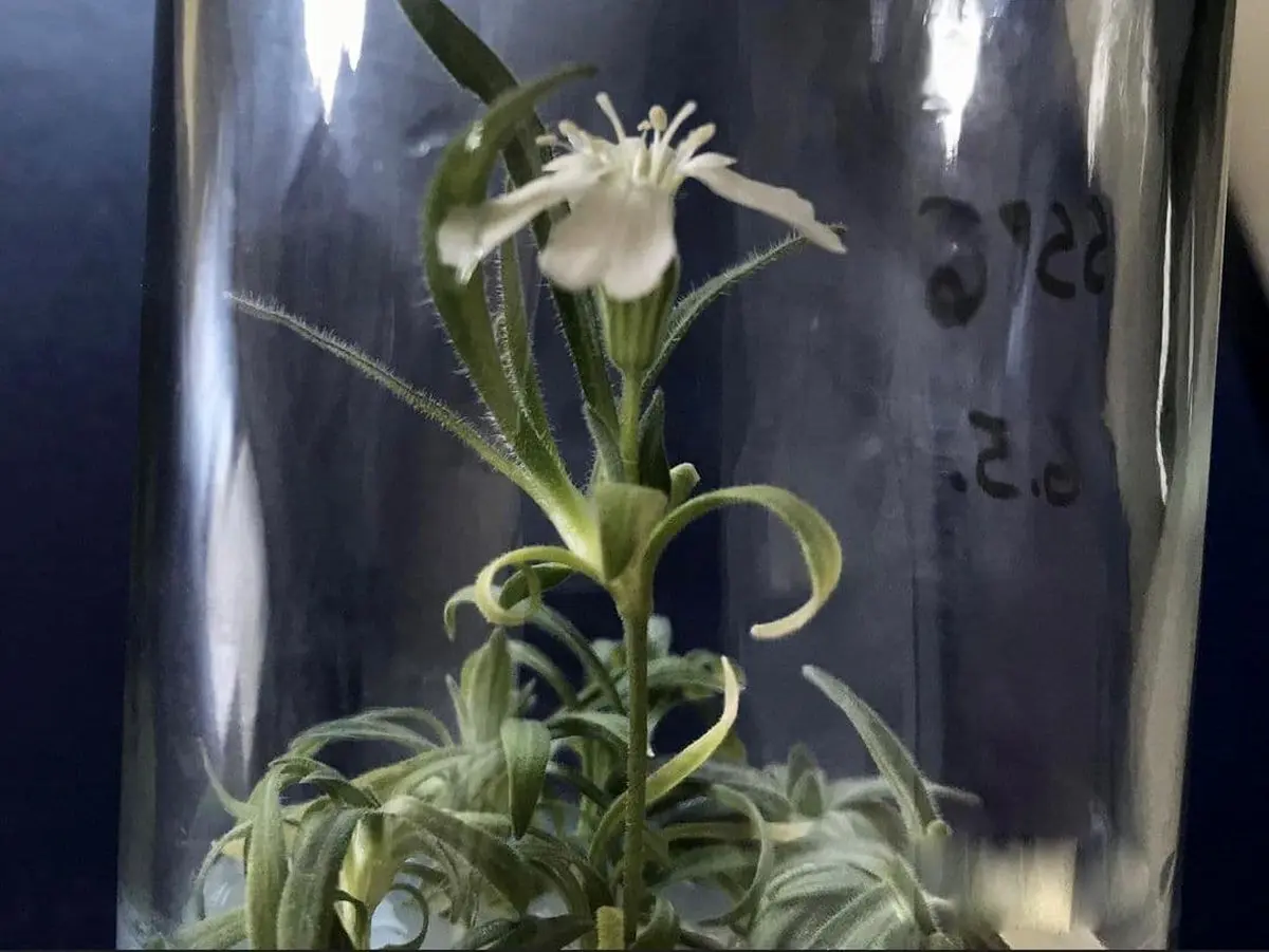 قدیمی‌ترین موجود زنده‌ی روی زمین+عکس