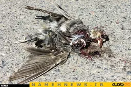 توسعه شبکه جاده‌ای کشور و حیواناتی که له می‌شوند/ تصاویر