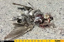 توسعه شبکه جاده‌ای کشور و حیواناتی که له می‌شوند/ تصاویر