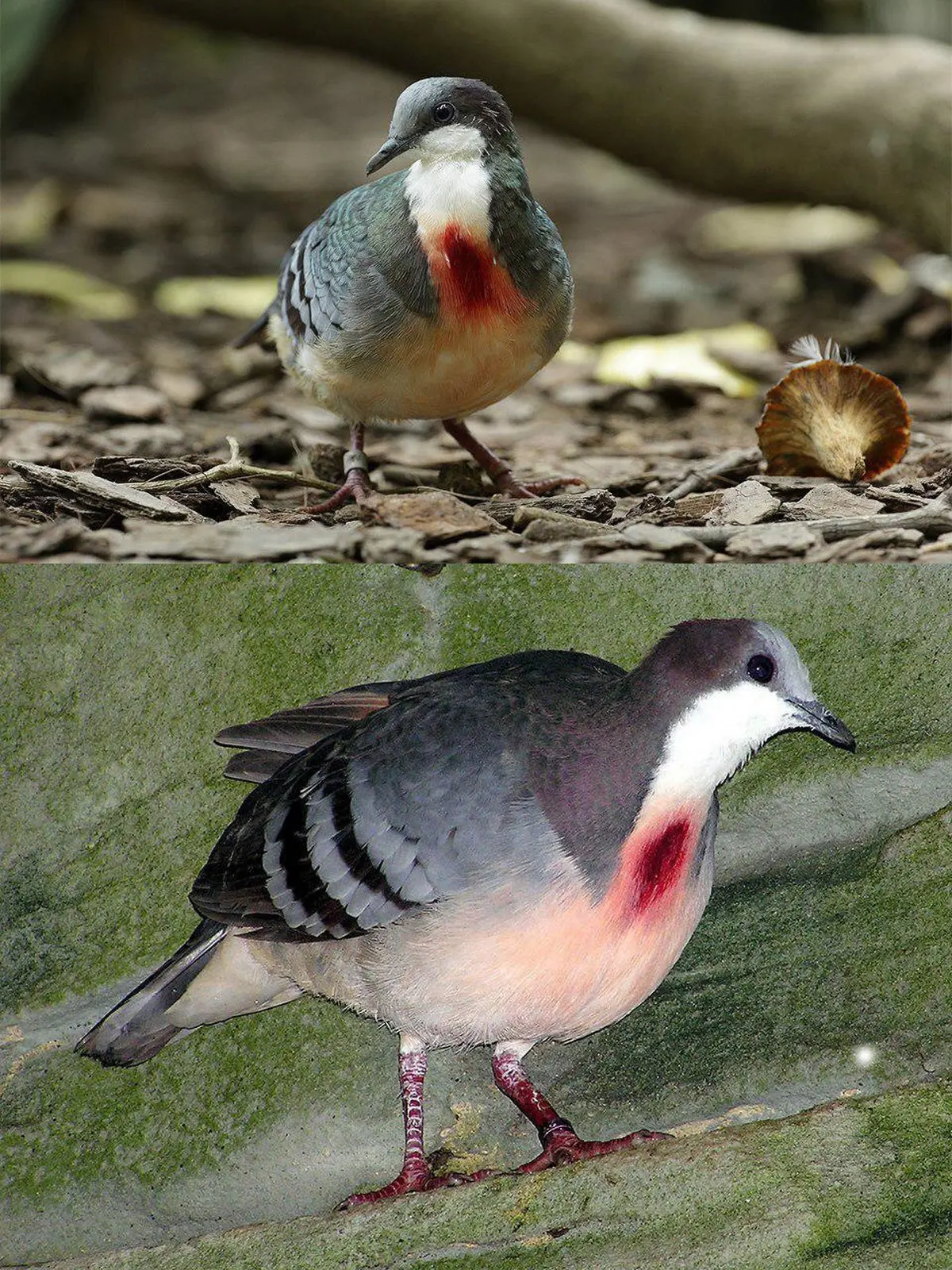 تصویری از پرنده‌ای با سینه تیر خورده