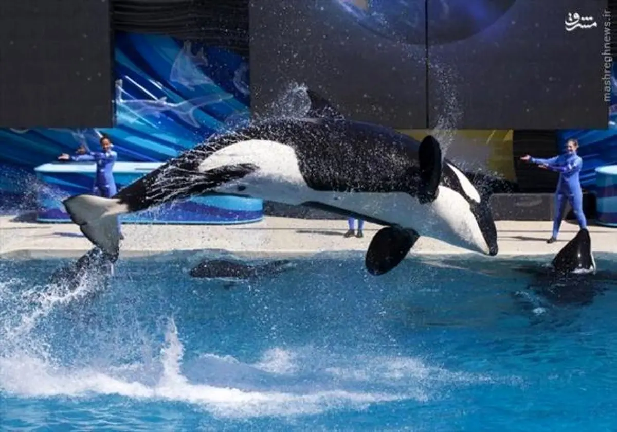 عکس/ هنرنمایی نهنگ قاتل