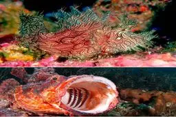 عکس دیده نشده از عقرب ماهی / عکس