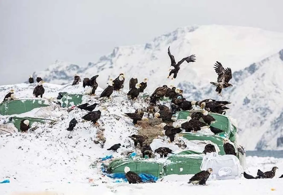 تصاویر/ آنالاسکا؛ شهر محبوب عقاب ها