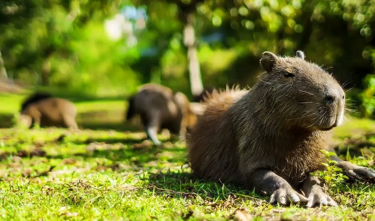 حیوانی کمیاب و دوست داشتنی / عکس