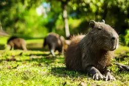 حیوانی کمیاب و دوست داشتنی / عکس