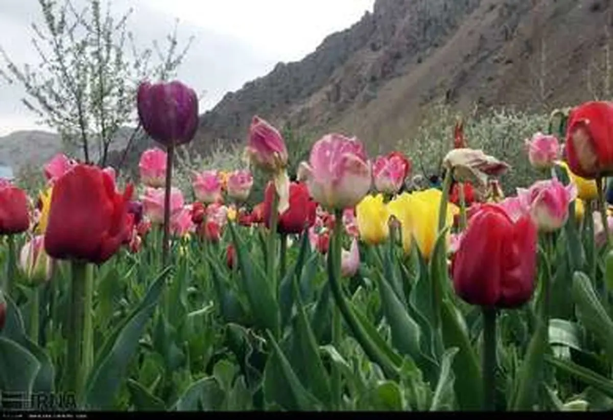 با این تصاویر زیبا در میان گل ها قدم بزنید...