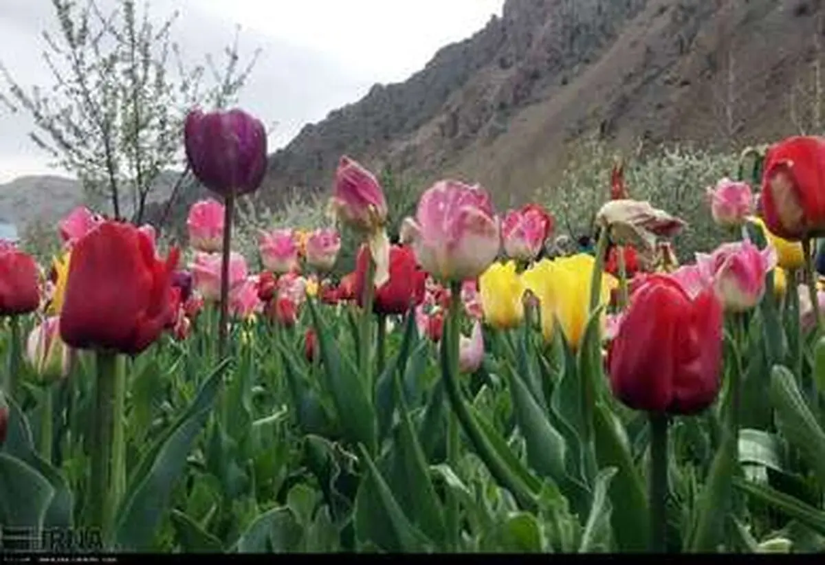 با این تصاویر زیبا در میان گل ها قدم بزنید...