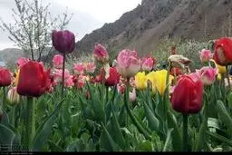 با این تصاویر زیبا در میان گل ها قدم بزنید...