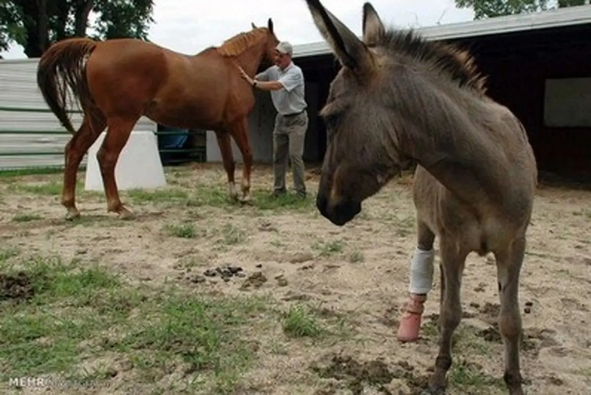 حیواناتی که اعضای مصنوعی دریافت کردند/تصاویر