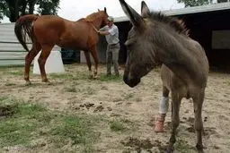 حیواناتی که اعضای مصنوعی دریافت کردند/تصاویر