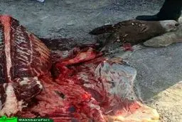 کشف محموله گوشت الاغ در بندرعباس/عکس