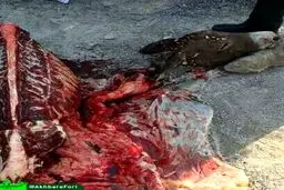کشف محموله گوشت الاغ در بندرعباس/عکس