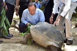 غذا دادن بان‌کی‌مون به لاکپشت/ عکس