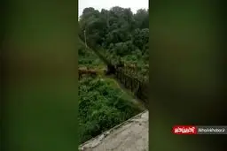 لحظه ای که فیل‌ها دیوار مرزی را شکستند! + ویدئو