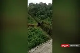 لحظه ای که فیل‌ها دیوار مرزی را شکستند! + ویدئو