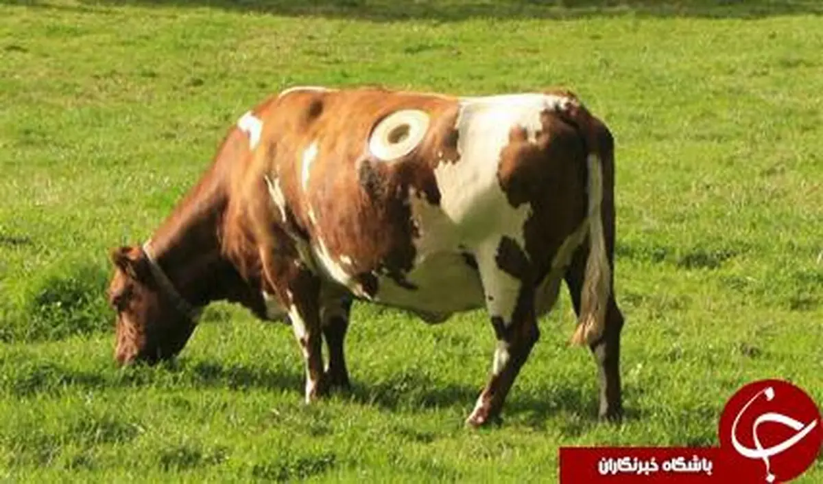 گاوهایی که روی بدن خود حفره دارند + تصاویر